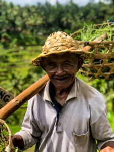 A worker carrying harvest baskets