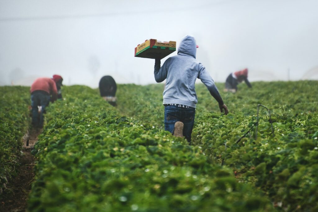 A worker carrying a crate of produce