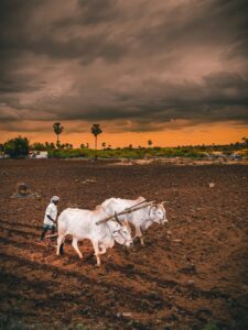 A farmer plowing a field with oxen