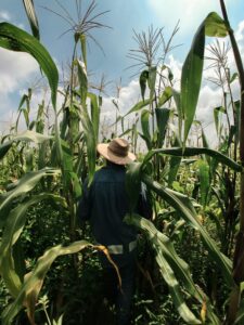 A woman farmer wearing a hat standing in a field